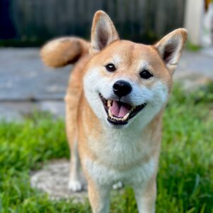 Smiling Cute Dog